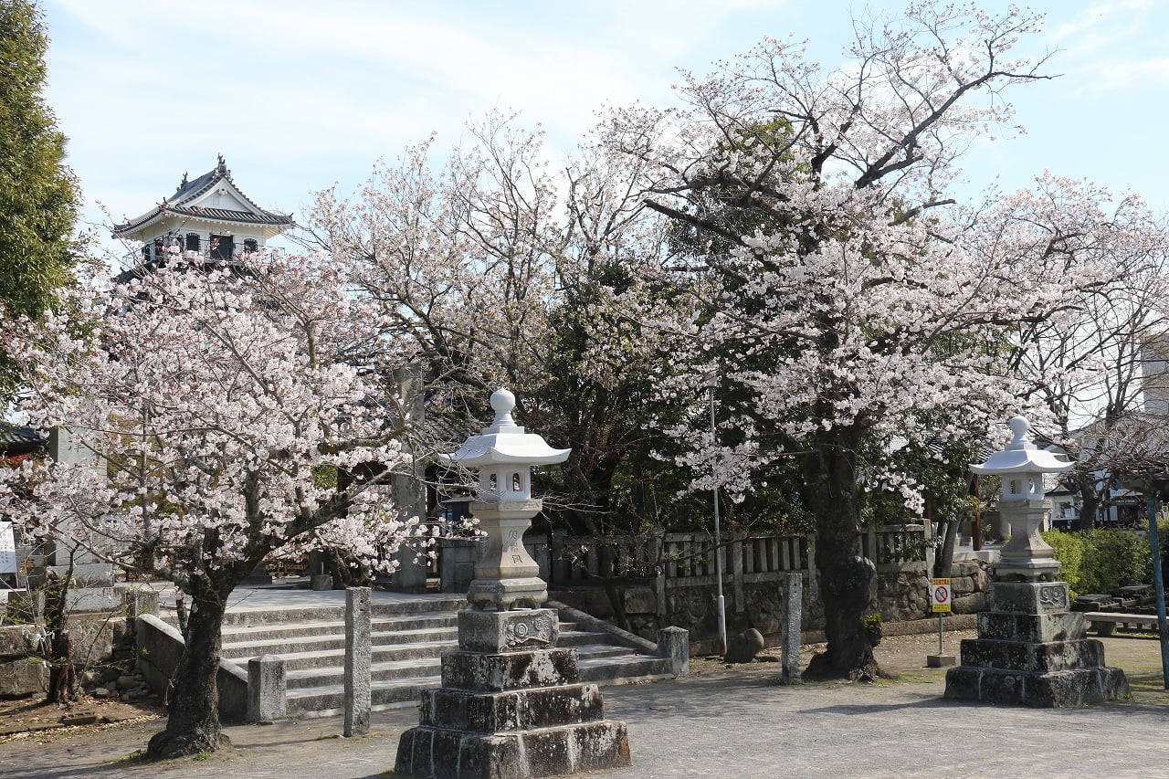 中津耶馬渓の桜の記録 21年春 中津耶馬渓観光協会