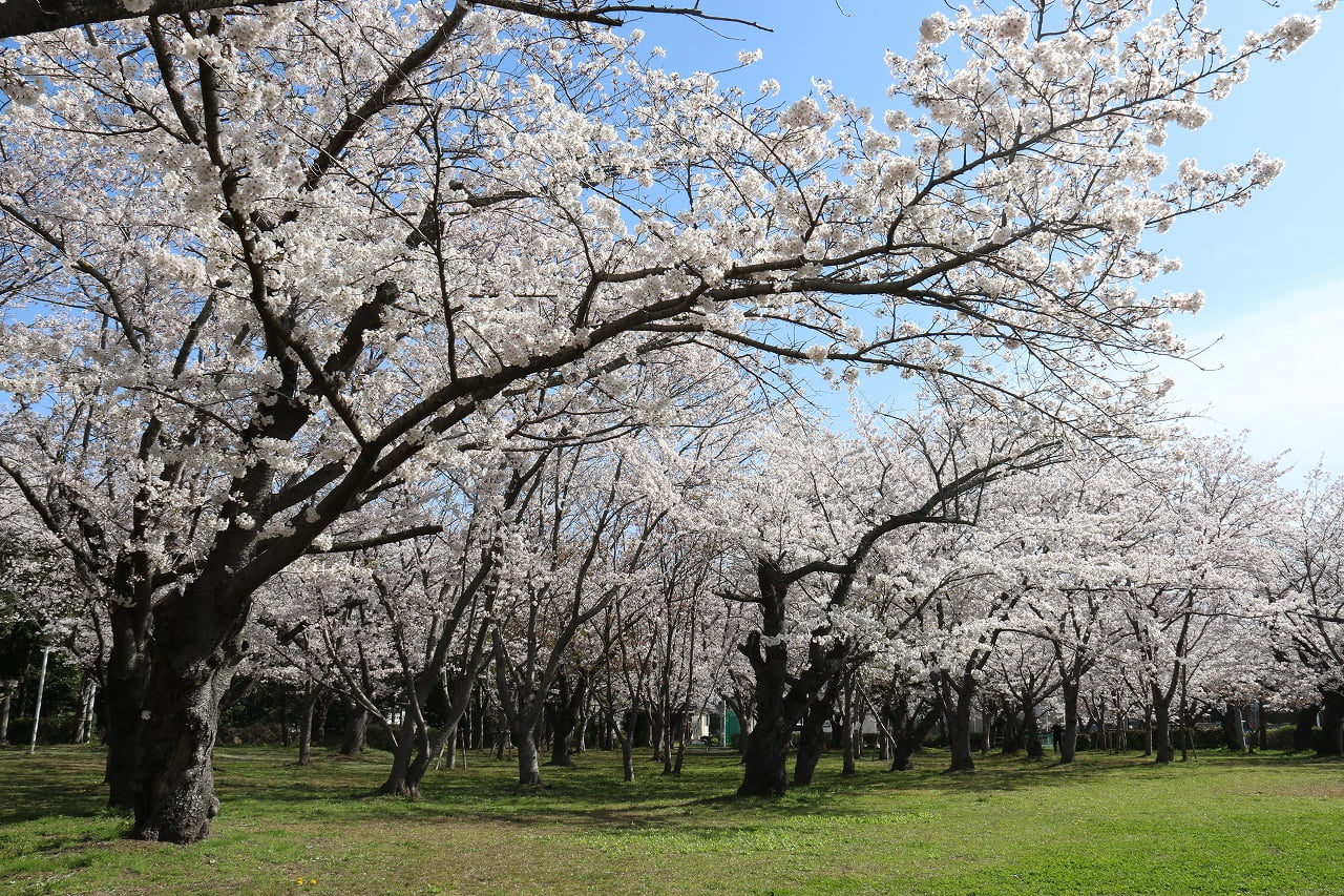 中津耶馬渓の桜の記録 21年春 中津耶馬渓観光協会