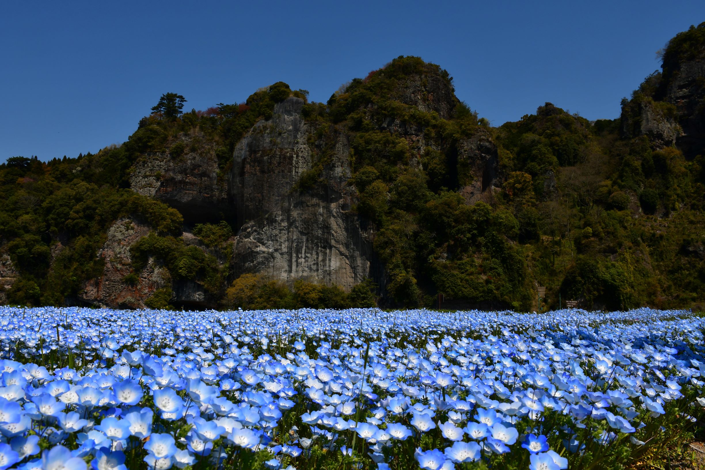 青の洞門とネモフィラ 写真 中津耶馬渓観光協会