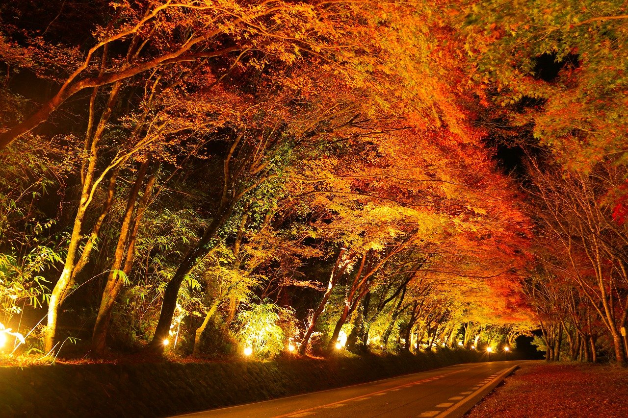 ひさしもみじ 秋のライトアップ 写真 中津耶馬渓観光協会