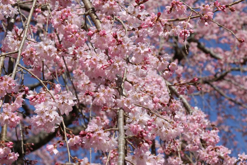 中津耶馬渓の桜の記録 21年春 中津耶馬渓観光協会